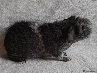 Guinea Pig rodents Skinny pigs + werewolfs .Various ages + prices. - Advert 4