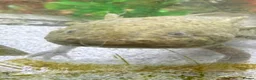Axolotl reptiles for sale: Axalotols and tank  - Advert 4