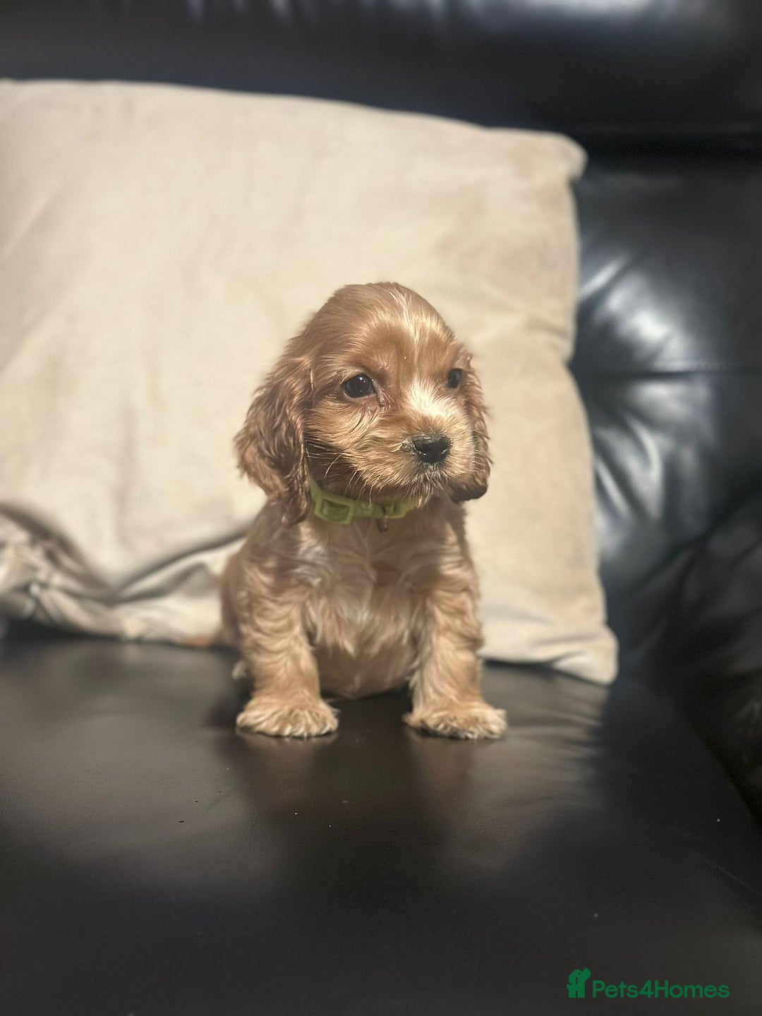Cocker Spaniel dogs for sale: 🌟STUNNING SHOW COCKER SPANIEL BABIES🌟1 Boy left  - Advert 32