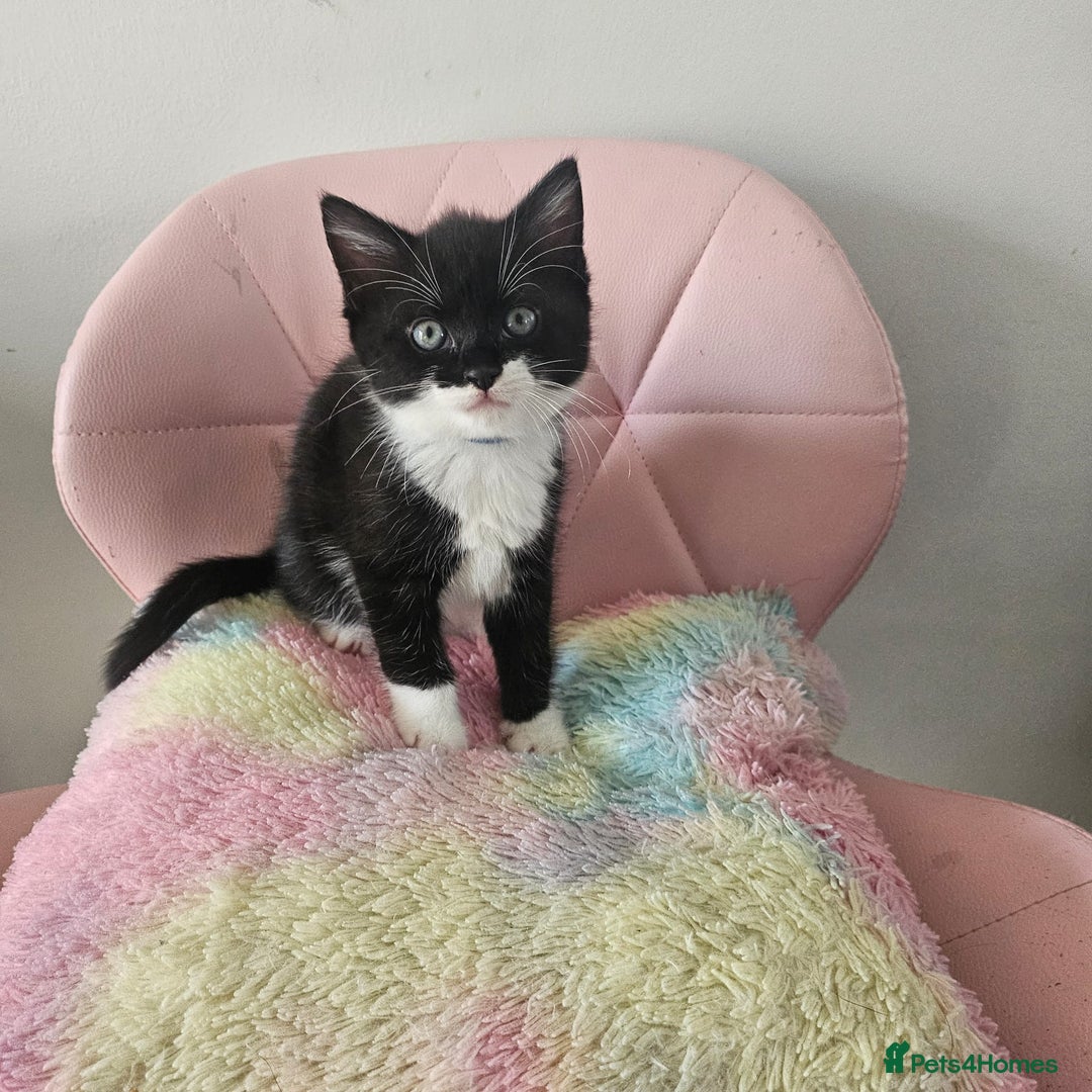 Mixed Breed cats for sale: Kittens looking for forever homes  - Image 3