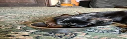 Miniature Dachshund dogs for sale: Kc Reg. Cwmbromley Sassy Girl - Advert 5