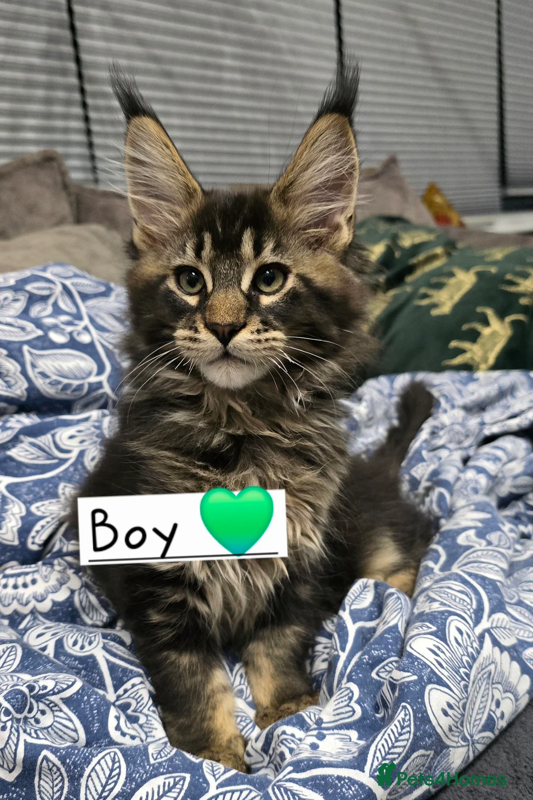 Maine Coon cats for sale: Pedigree TICA Maine Coon kittens READY  - Advert 17