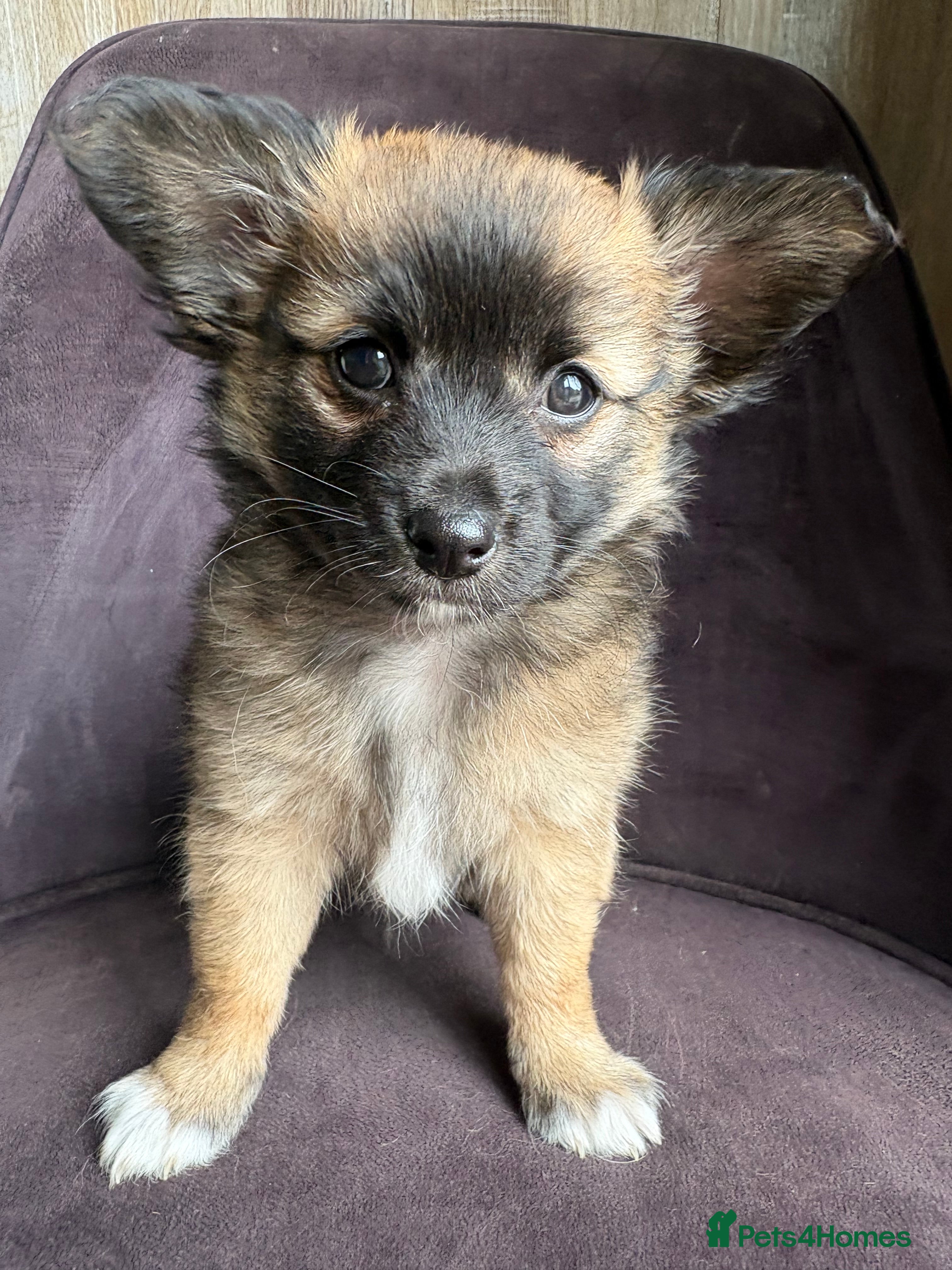 Mixed Breed dogs Chihuahua x papillon  - Advert 2