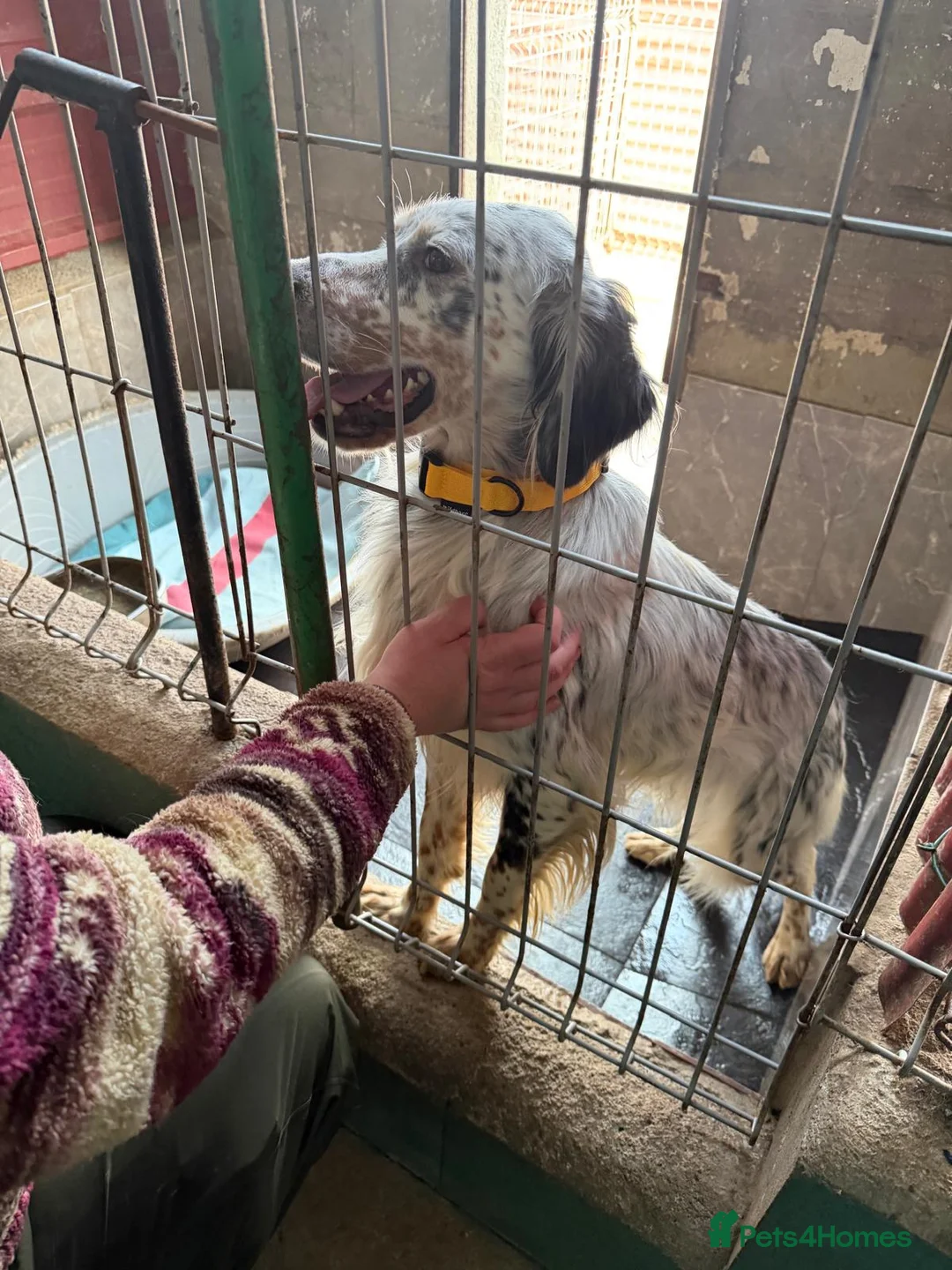 English Setter dogs for adoption: Oreka - Advert 12
