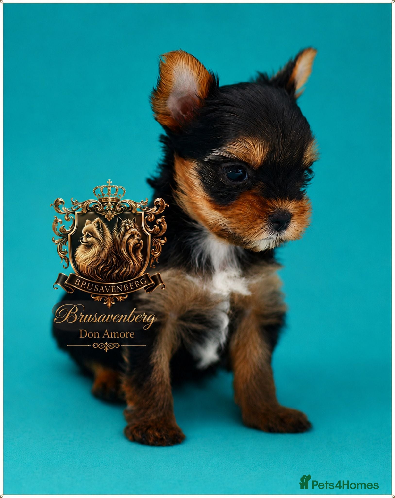 Yorkshire Terrier dogs BABY FACE MINIATURE YORKSHIRE TERRIERS KC DNA - Advert 17