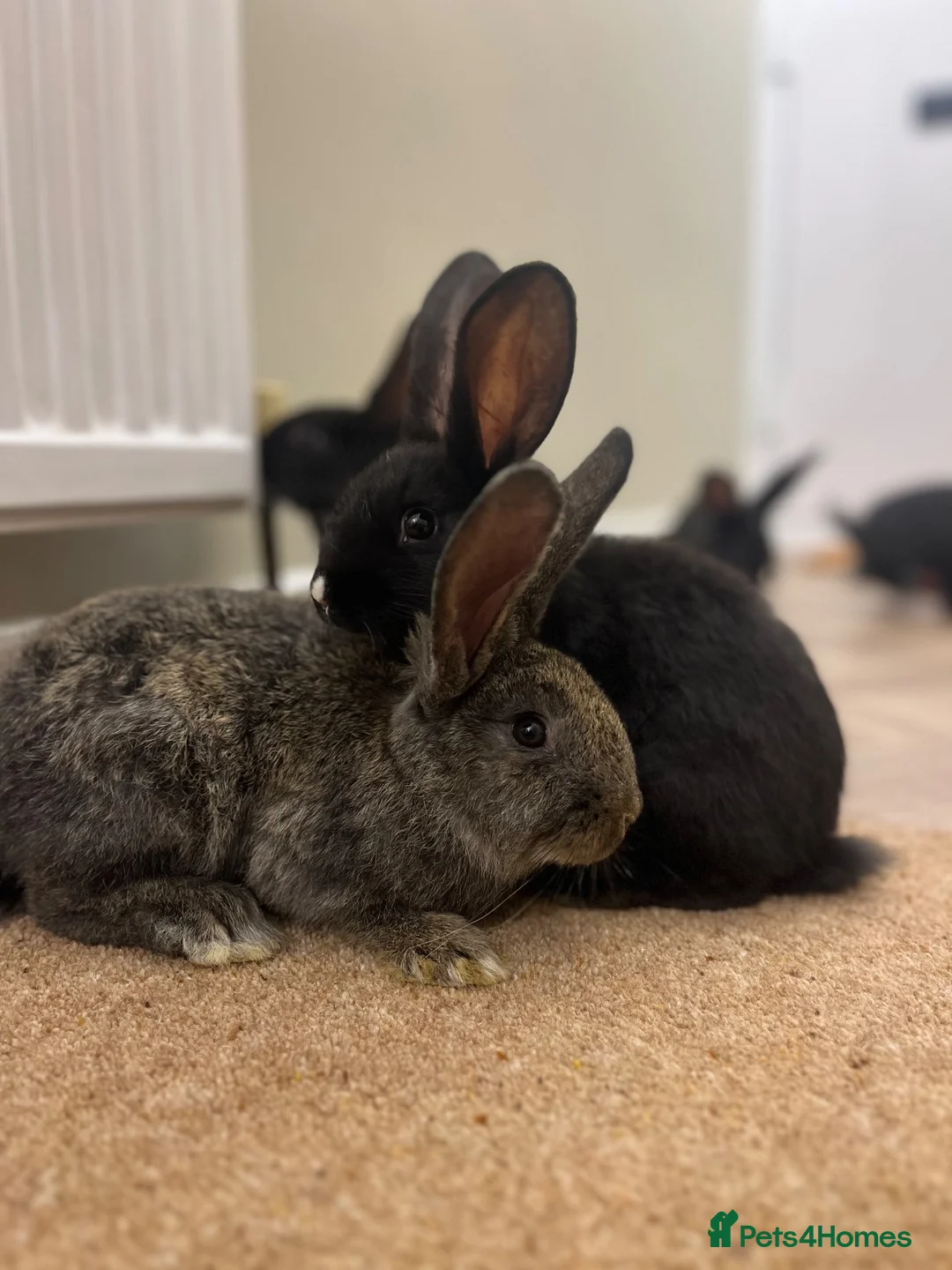 Continental Giant rabbits for sale: Continental Giant Rabbits  - Advert 2