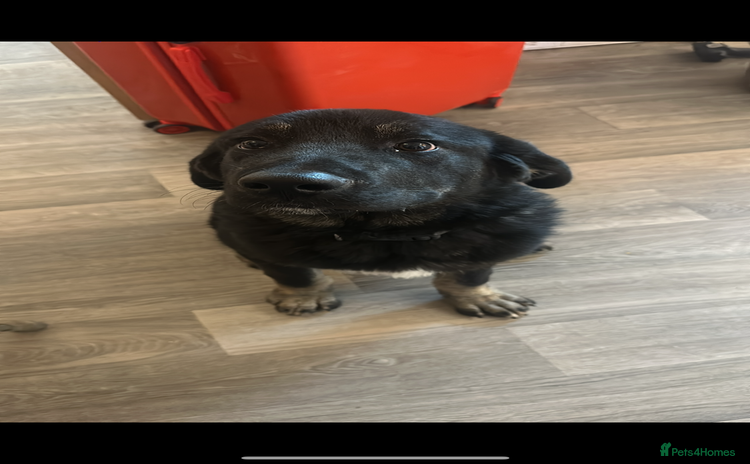 Mixed Breed dogs - Advert 1