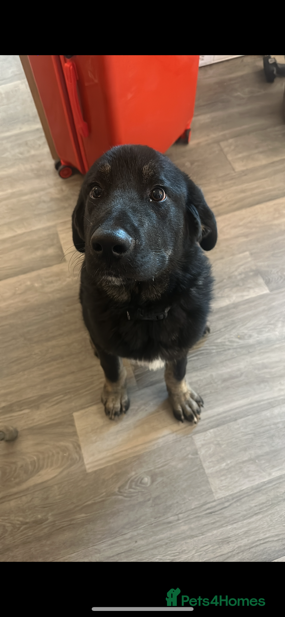 Mixed Breed dogs for sale: Caucasian shepherd cross  - Image 1