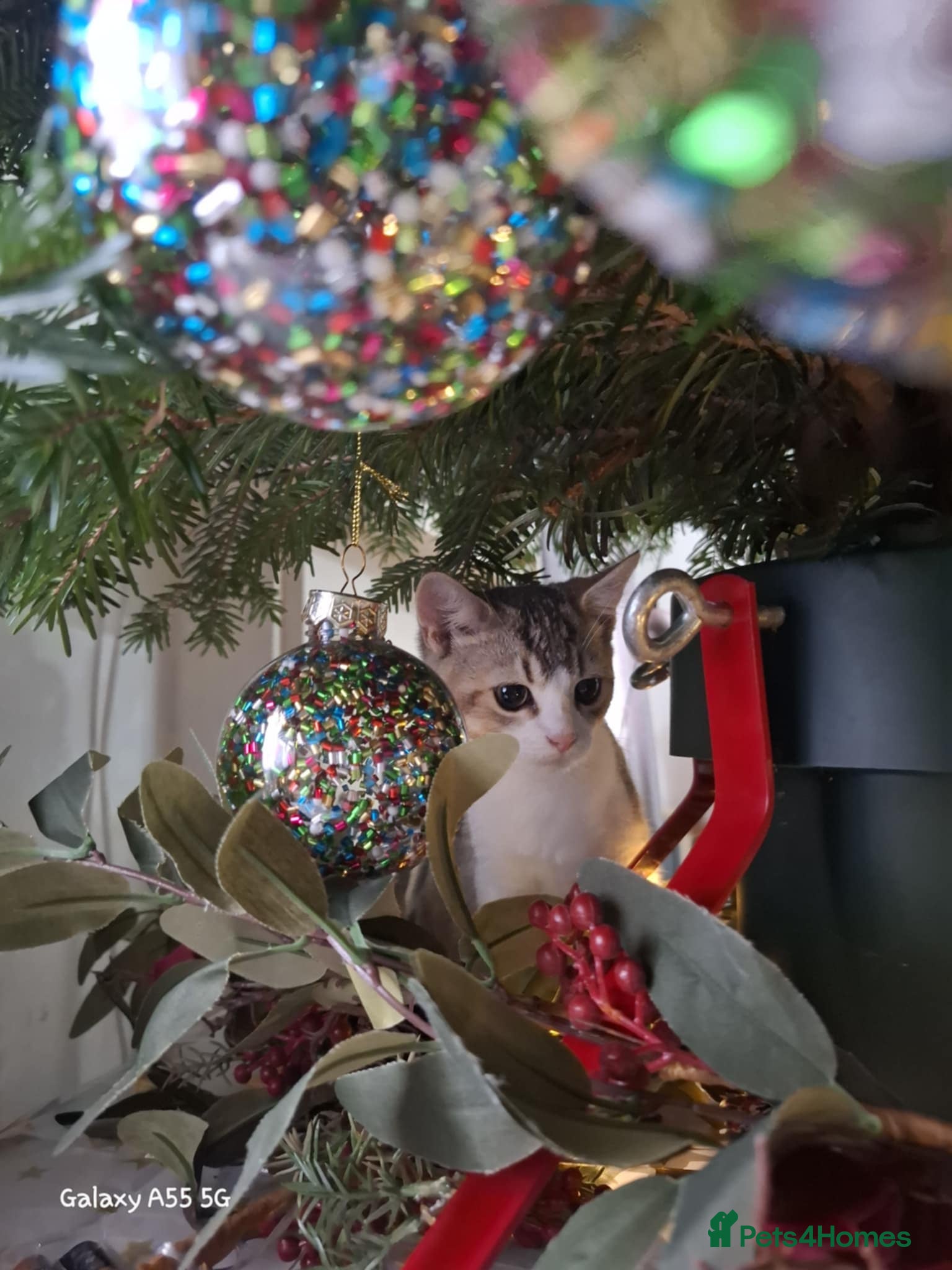 British Shorthair cats British short hair gold  - Advert 1