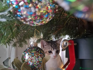 British Shorthair cats British short hair gold - Advert 1