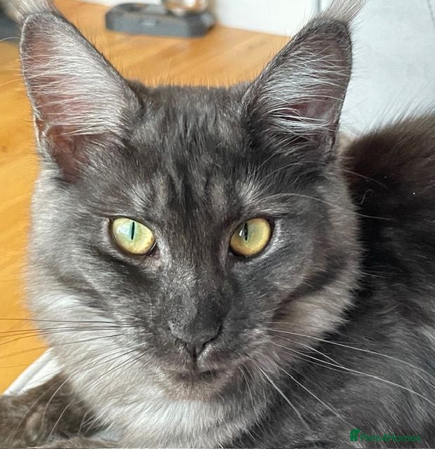 Maine Coon cats Stunning Maine Coon Kittens Available  - Advert 2