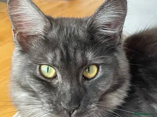 Maine Coon cats Stunning Maine Coon Kittens Available - Advert 2