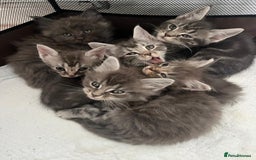 Maine Coon cats for sale: Maine Coon X  - Image 1