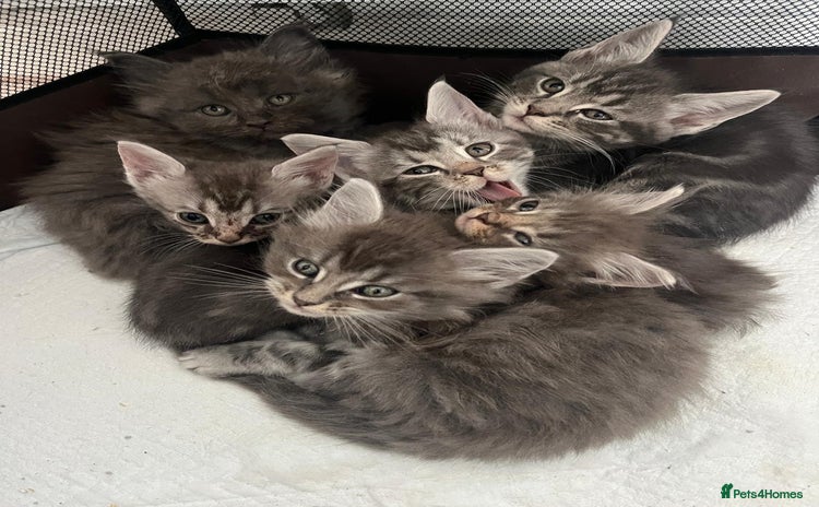 Maine Coon cats - Advert 4