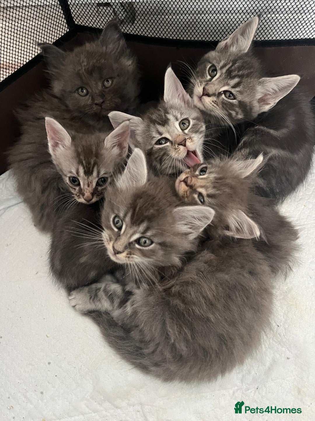Maine Coon cats for sale: Maine Coon X  - Image 1