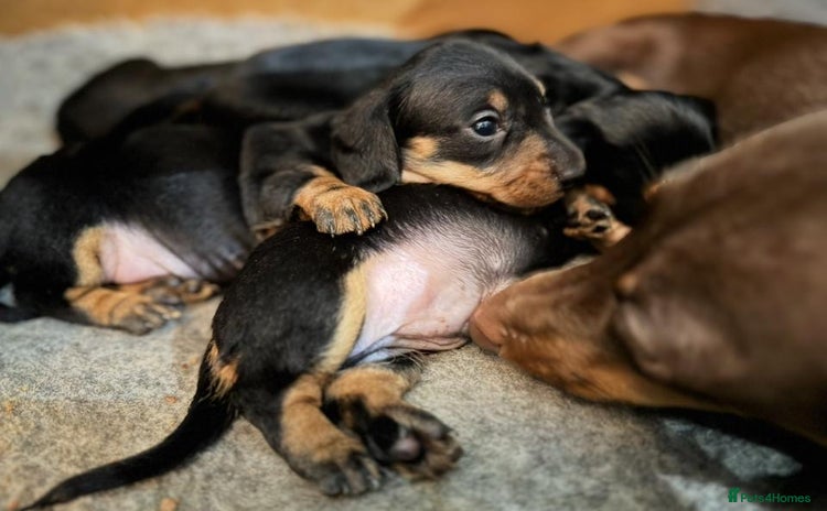 Miniature Dachshund dogs - Advert 10
