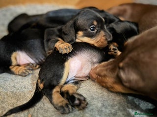 Miniature Dachshund dogs - Advert 11