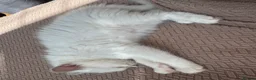 Ragdoll cats for sale: 💜🧡💙GCCF REG RAGDOLL babies see full description - Advert 3