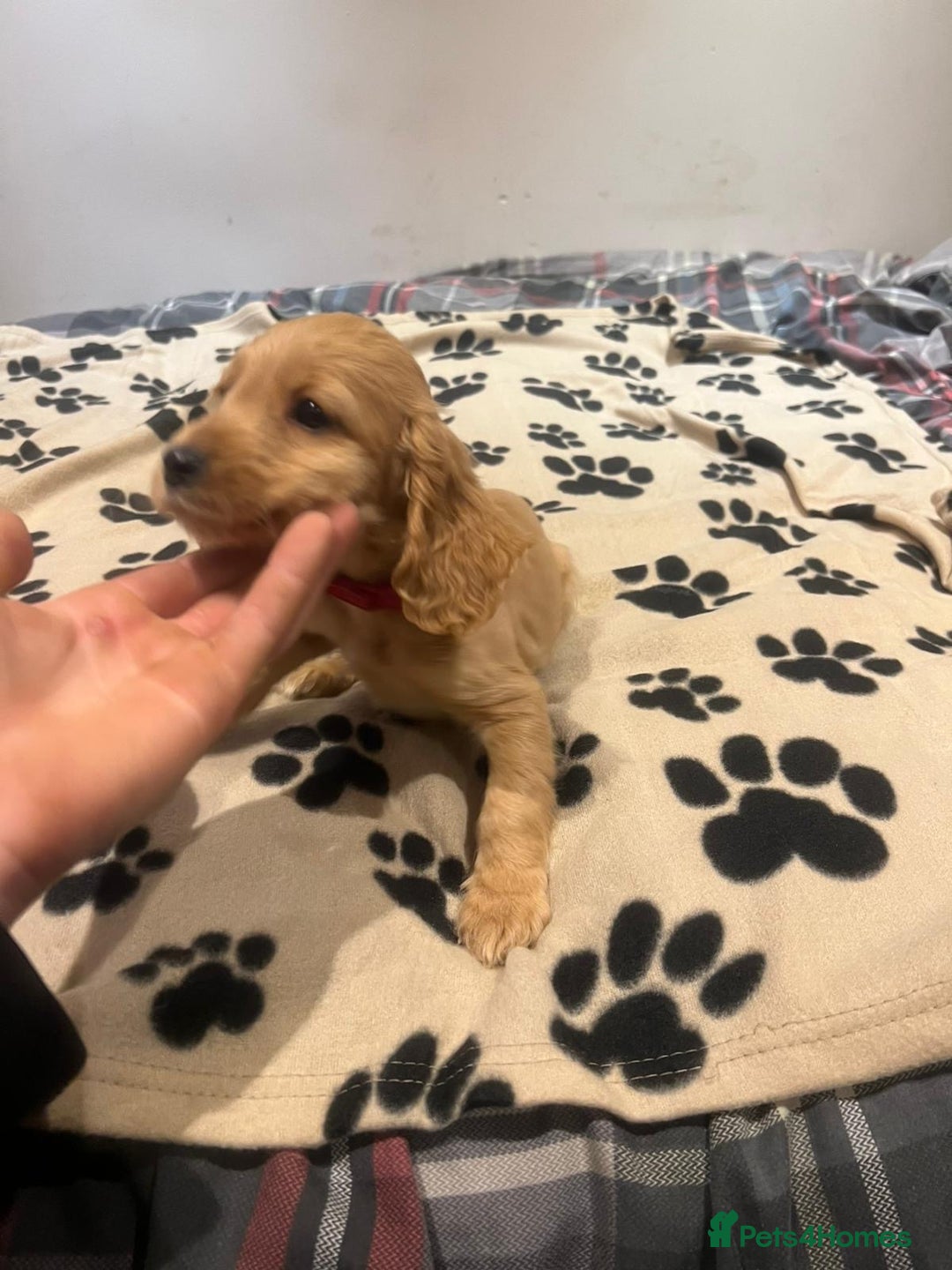 Cockapoo dogs for sale: Cocker spaniel/ cocapoo  - Advert 32