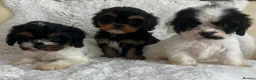 Cavapoo dogs for sale: Tri cavapoo puppies for sale - Advert 1