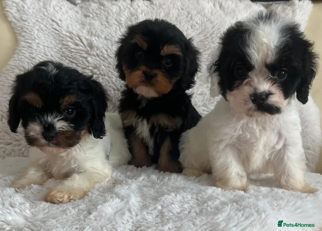 Cavapoo dogs for sale: Tri cavapoo puppies for sale - Advert 1