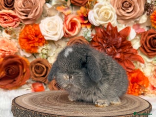 Mini Lop rabbits VACCINATED PUREBRED MINI LOP BUNNIES - Advert 14
