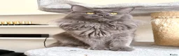 Maine Coon cats for stud: Active TICA Registered - Gentle, Friendly, Proven - Advert 3