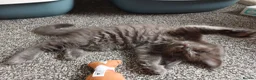 Maine Coon cats for sale: Pure breed Maine coon kittens - Advert 5