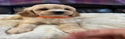 Cavapoochon dogs for sale: Cavapoochon girl puppies  - Advert 3