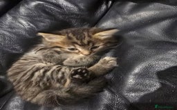 Mixed Breed cats for sale: Mixed breed Turkish Angora fluffy kittens - Image 9