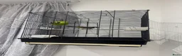 Finches birds for sale: Bulbul bird for sale in London - Advert 4