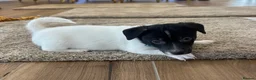Jack Russell dogs for sale: Jack Russell - Advert 7