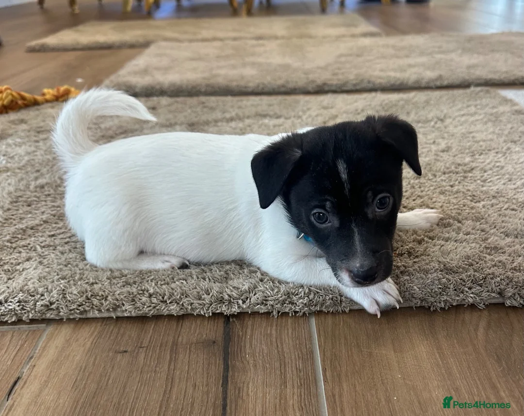 Jack Russell dogs for sale: Jack Russell - Advert 7