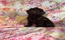 Cockapoo dogs for sale: F1 PRA Clear cockapoo puppys in Sandbach - Image 3