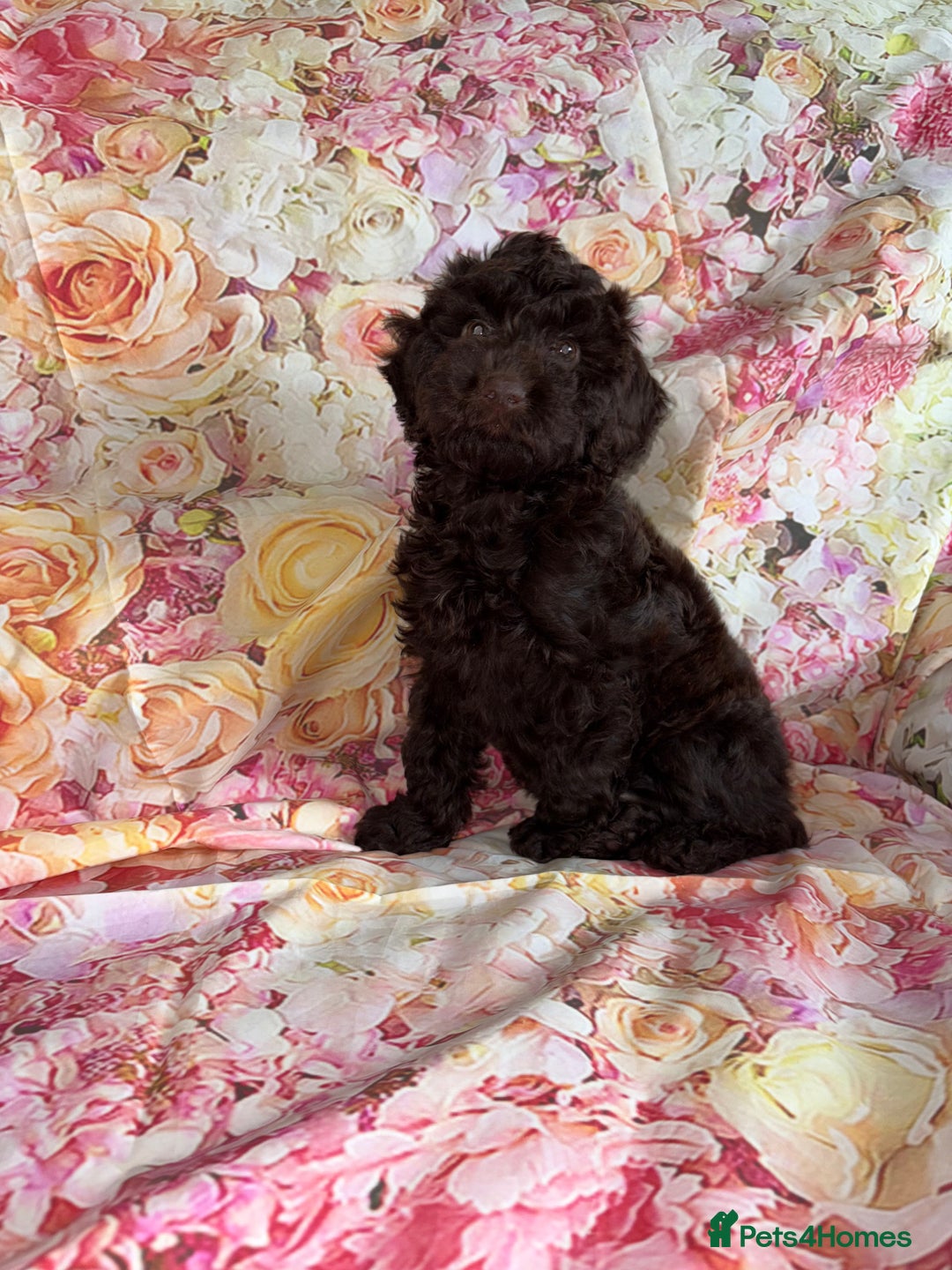 Cockapoo dogs for sale: F1 PRA Clear cockapoo puppys in Sandbach - Image 3