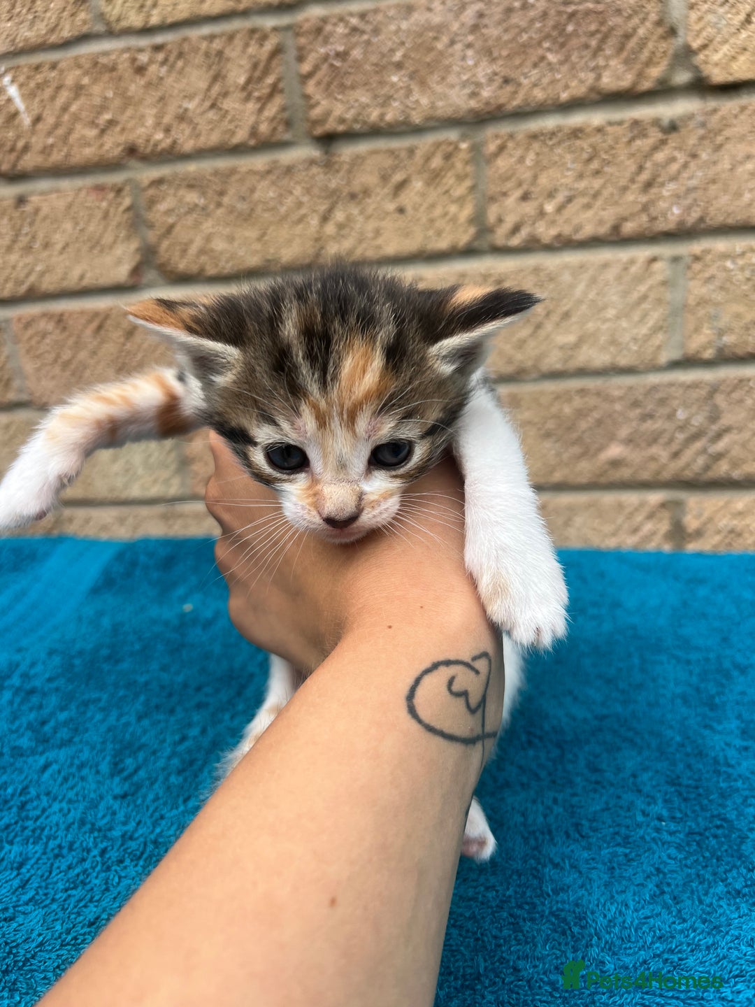 British Shorthair cats for sale: Multicoloured tabby kittens  - Image 9