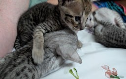 Savannah cats for sale: Snow leopard Savannah F6 kittens  - Image 9