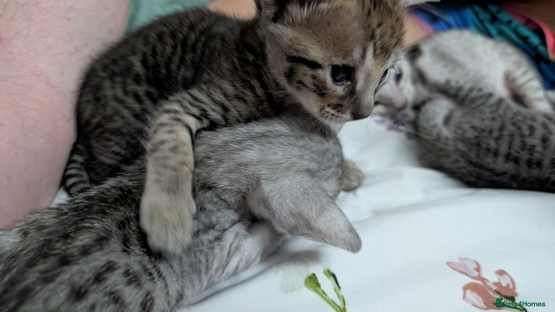 Savannah cats for sale: Snow leopard Savannah F6 kittens  - Image 9