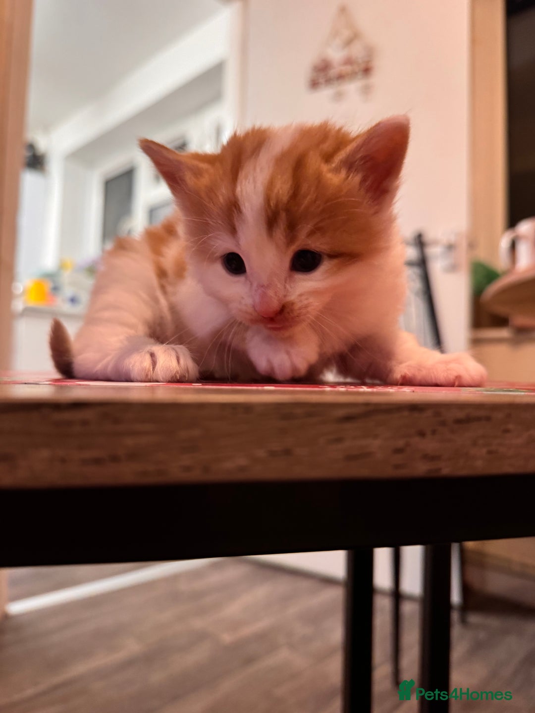 Domestic Shorthair cats for sale: 4 lovely little kittens  - Advert 7