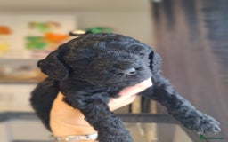 Sproodle dogs for sale: Sproodle Merle puppies  - Advert 15