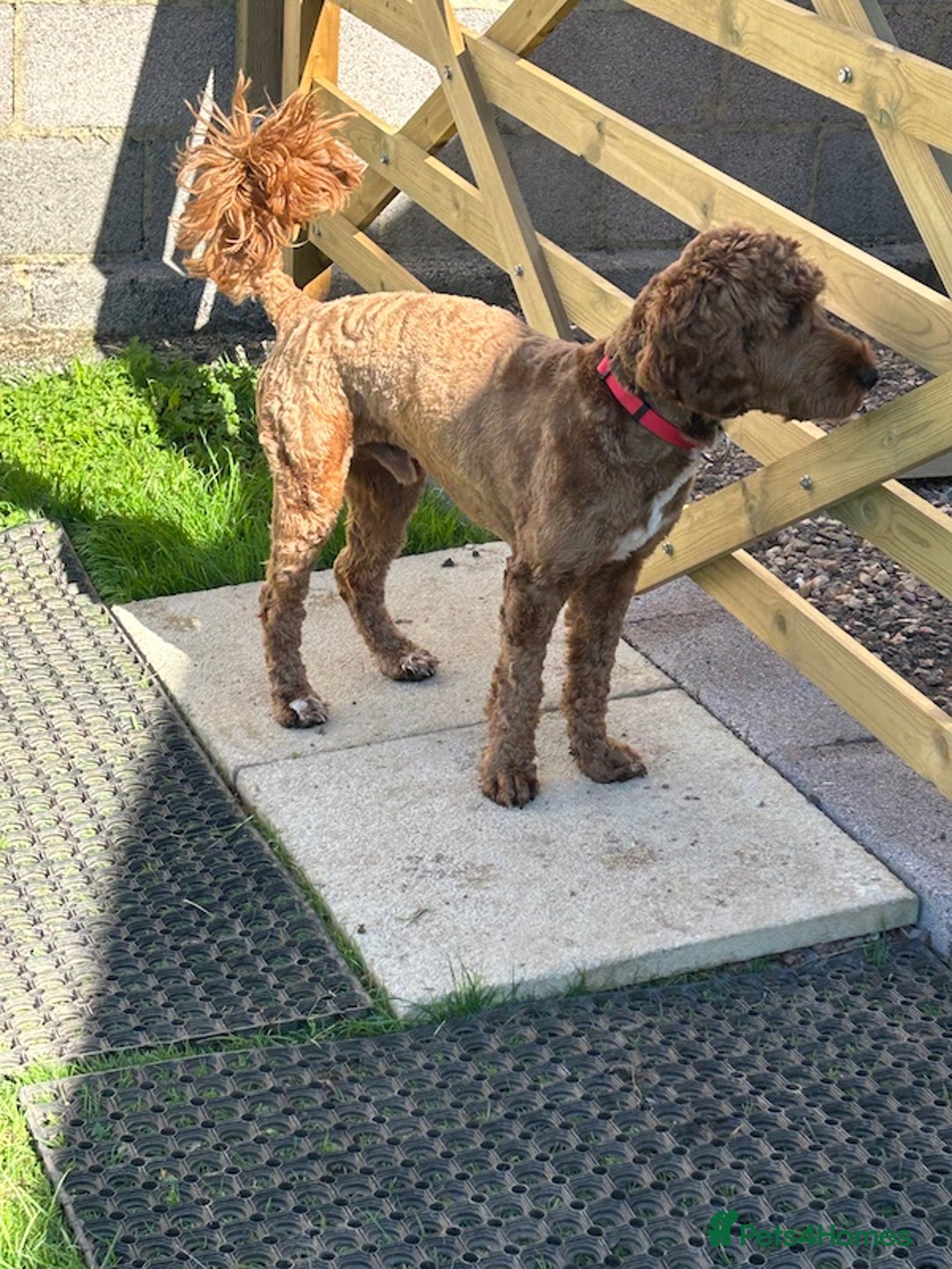 Goldendoodle dogs for sale: 11-month-old male Goldendoodle - Image 8