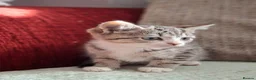 British Shorthair cats for sale: Gorgeous kittens! - Advert 7