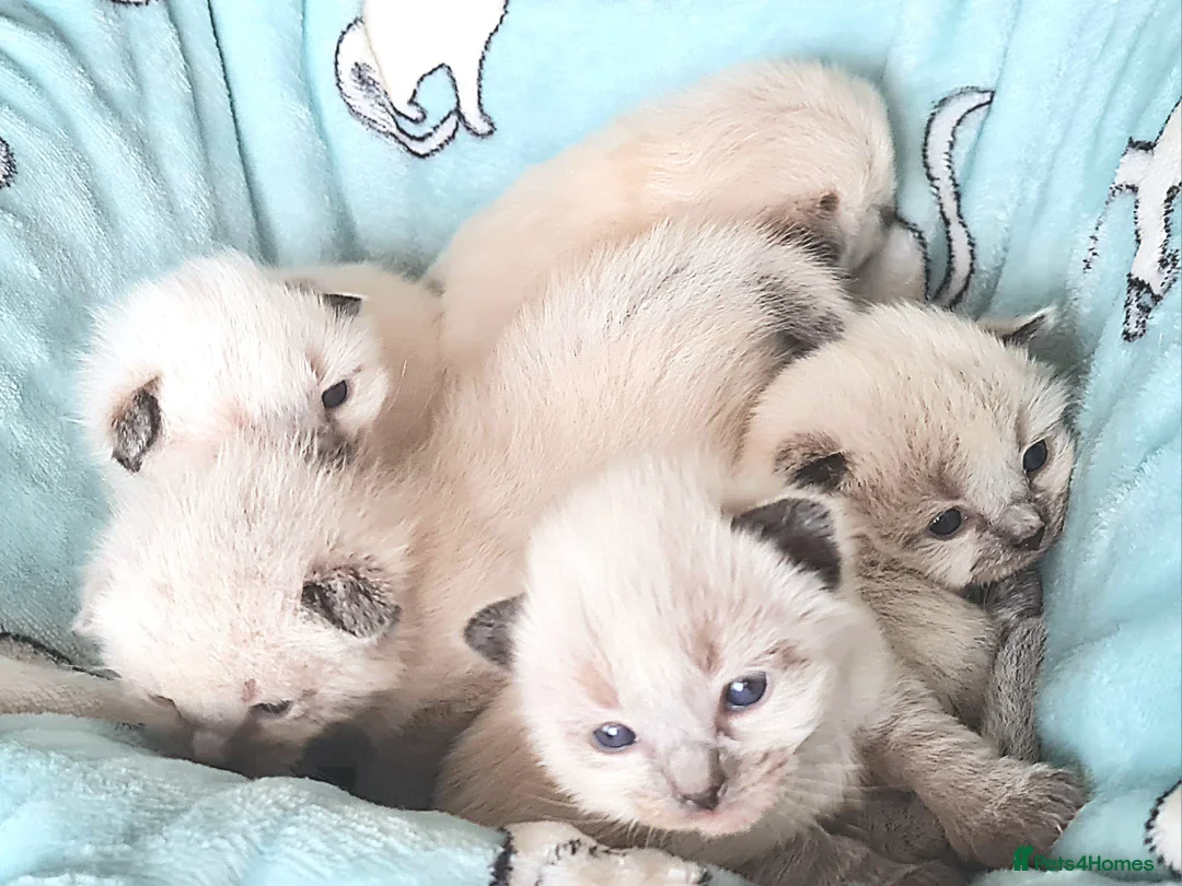 Ragdoll cats for stud: Stud Muffin in Ilkeston - Advert 7