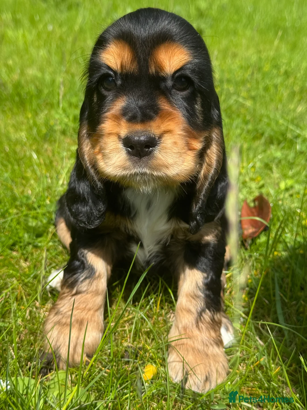 Cocker Spaniel dogs for sale: BEAURIUFL KC REG HEALTH TESTER COCKER SPANIELS  - Advert 1
