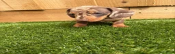 Miniature Dachshund dogs for sale: miniature dachshund - Advert 10