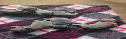 Staffordshire Bull Terrier dogs for sale: LAST BOY SIRED BY ROYAL REGIMENT KC REGISTERED - Advert 11