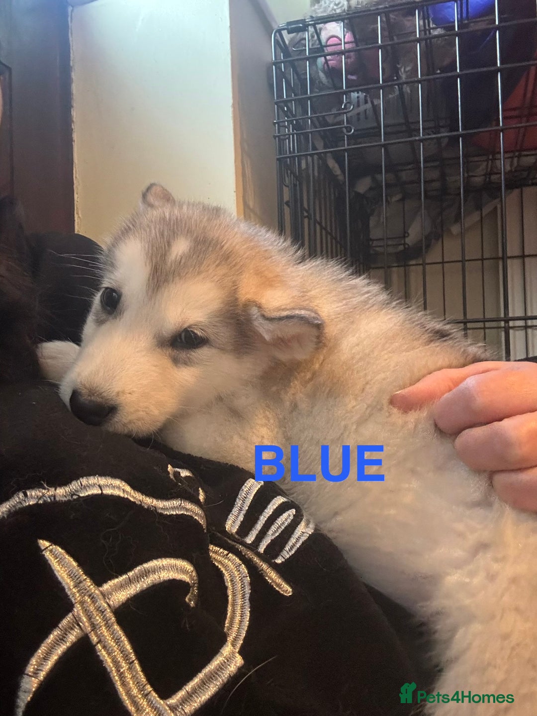Alaskan Malamute dogs for sale: 3 left beautiful Alaskan malamute puppies  - Advert 16