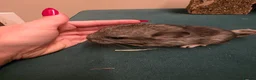 Chinchilla rodents for sale: Baby chinchillas!  - Advert 9