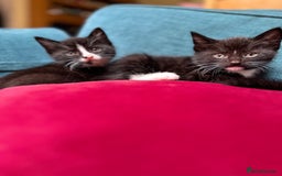 Mixed Breed cats for sale: Beautiful Tuxedo black and white kittens  - Image 7