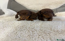 Miniature Dachshund dogs for sale: Miniature dachshund puppies  - Image 4